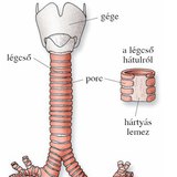 A légcső és a hörgők