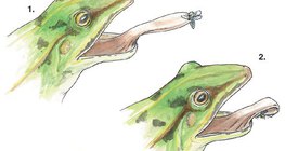 青蛙舌头上的突起