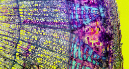 椴樹皮的橫截面（染色，彩色背景）