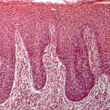 人的舌头的横截面