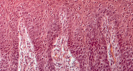 人的舌頭的橫截面