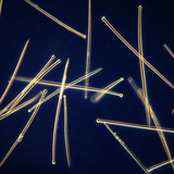 海绵骨针（球状）