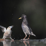 蜡嘴鸟和欧椋鸟