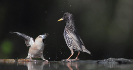 蠟嘴鳥和歐椋鳥