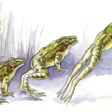 青蛙的跳跃技能