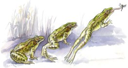 青蛙的跳跃技能