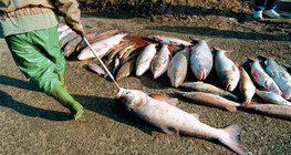 2000年蒂萨河氰化物泄漏事件后的死鱼