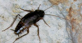 共通のゴキブリ