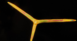 海绵骨针（棍状）