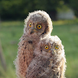 Young Eurasian scops owls