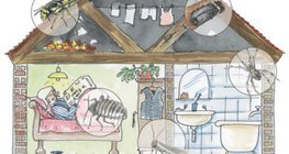 住宅は様々な節足動物を宿すことができる