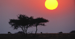 日出時的熱帶稀樹草原