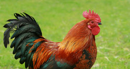 公雞