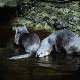 水獭