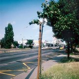 栽在人行道旁边的树