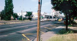 舗装の近くに植えられた木