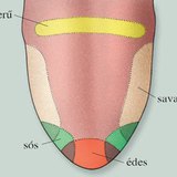 A nyelv különböző ízekre érzékeny területei