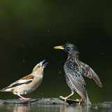 蜡嘴鸟和欧椋鸟