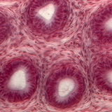 输精管的横截面