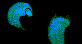 姬蜂幼蟲在果蠅蛹裏寄生
