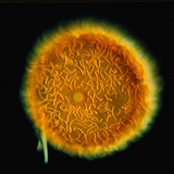 海绵芽球（淡水海绵）