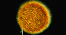 海绵芽球（淡水海绵）