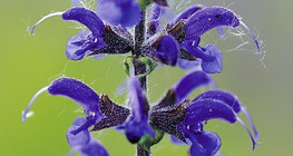 草甸上的鼠尾草