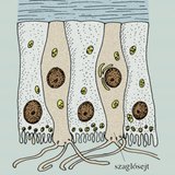 Szaglósejtek az orr felső harmadában  