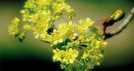 ノルウェーのメープルの花と果物