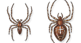 歐洲花園d蜘蛛（公，母）