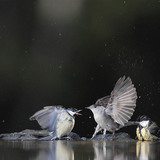 大山雀和欧洲莺