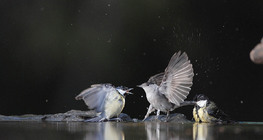 大山雀和欧洲莺