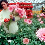 온천으로 따뜻해지는 온실