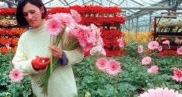 用地热温泉加热的温室