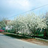 花期中的樱桃树