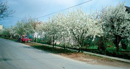 花期中的樱桃树