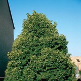 꽃이 피는 단풍나무