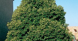 ノルウェーのメープルフラワー