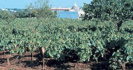 テラ・ロッサ土壌のブドウ園