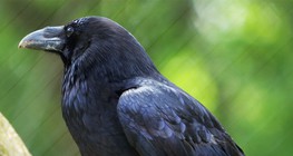 乌鸦