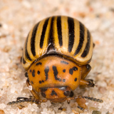 Colorado potato beetle