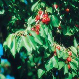 樱桃树上的樱桃