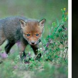 狐狸的幼崽。狐狸