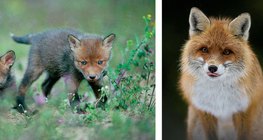 狐狸的幼崽。狐狸