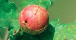 橡樹蘋果，或橡木膽