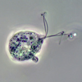 阴道毛滴虫（相位衬度图像）的病原体