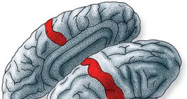 大腦皮質是處理從皮膚受體接受的信息的地方