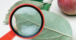 檢查蘋果樹的葉子