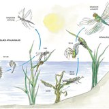 A szúnyog és a szitakötő fejlődése
