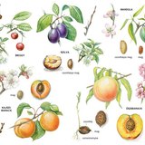 Csonthéjas gyümölcsök 